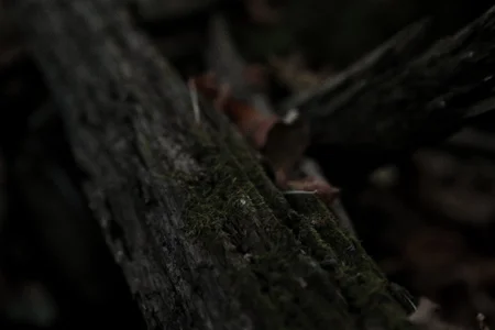 Dark_Brii my life♥ Pic 5