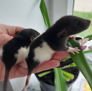 MelissaMays 🐁 Pic 7