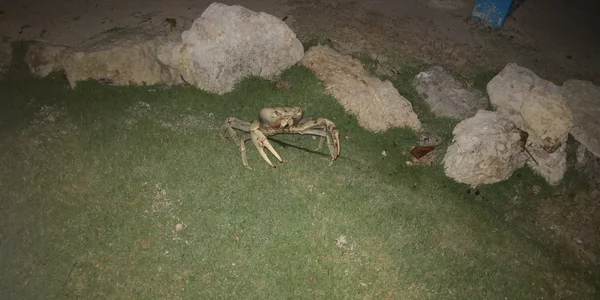 Sharon_07 San Andrés_Vol_2 Immagine  8