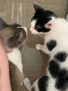 alisson_zafiro_ my loves 사진 7