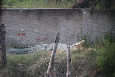 Bengali_hot_boy Public Pic 4