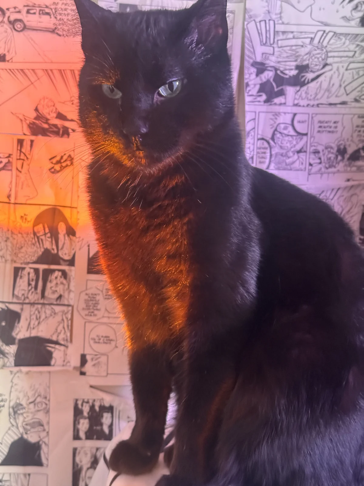 Foto  1562 de Mickey_Magic – em alta