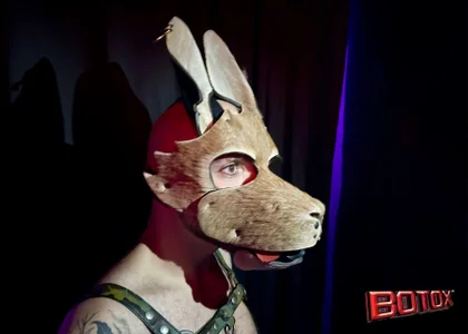 danix_wild_wolf urca Poză 2
