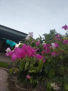 Zinlaa Public Foto 3