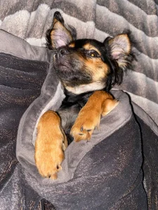 velvet_secrett's My little friends 🐶🐱 Sex Photo 8