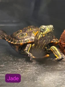 My pets 🥰💞 od mia_zafirr  snímek