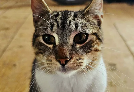 Kore_Persephone 😺😼 사진 4