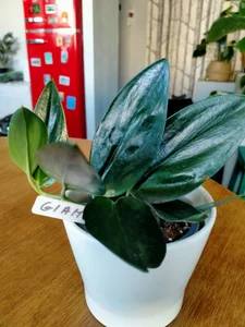 SluttyBanana BDAY August '22 Pic 5