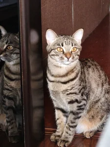 Chrissy_Joyful Meet my cats 사진 3