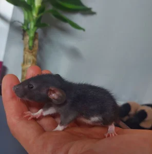 MelissaMays 🐁 Pic 5