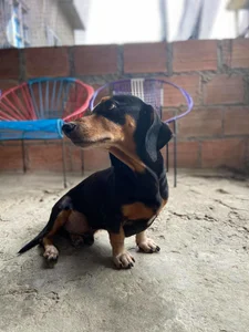 Zdjęcia Little_Lisy my pets ❤✨:  2