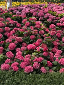 SoftLuna Nature and more! - {count, plural, one {תמונה אחת} two {שתי תמונות} many {# תמונות} other {# תמונות}}