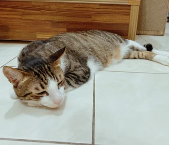 a0513 麻糬乾爸專區 صورة واحدة|a0513 麻糬乾爸專區 صورتان|a0513 麻糬乾爸專區  صور|a0513 麻糬乾爸 專區  صورة