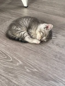 EvaThopson my cat Whiskey Pic 3