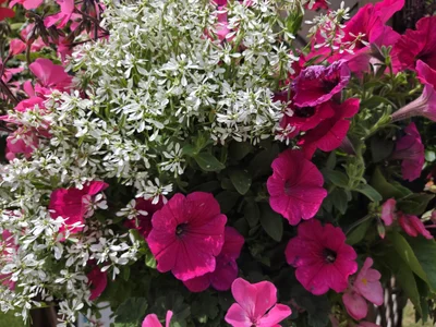 mami-rin Poză Nud XXX 7