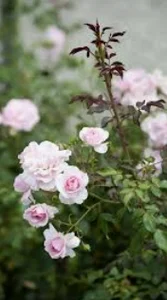 Audrey_Aura ROSES Foto 5