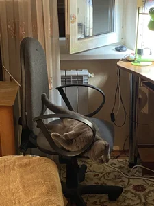 My pets✨ od SugarMuse  7 snímek