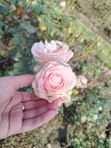 zendayavg: Natural❤️ ( фото)