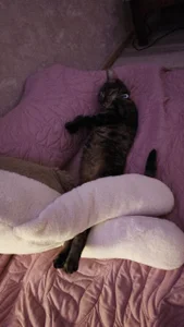 My favorite Splyushka😻 Splyushka will be glad of your financial support♥ de VandaRossi Foto 2