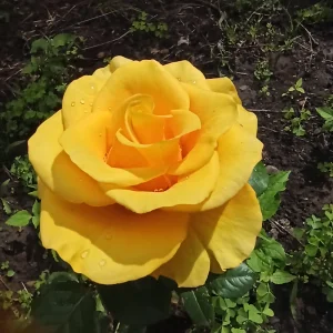 LovelyHelena My garden Pic 5