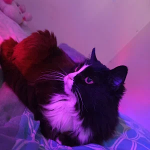 Katta_ossa My cats slika 8