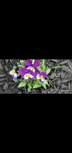 crazycatcass Flowers and yard. Love nature ❤️ Pic