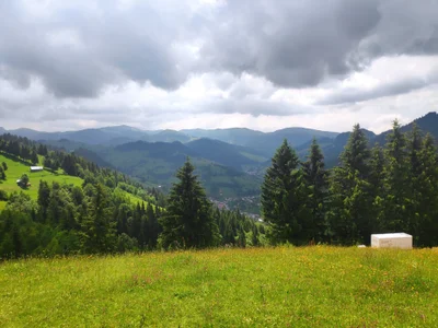 vulpe8400 Public Poză 5