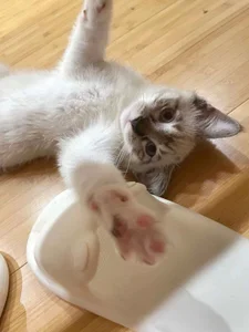 Gxhmelx-xiaoxiao kullanıcısının 调皮捣蛋❤️ albümü -  6 fotoğraf