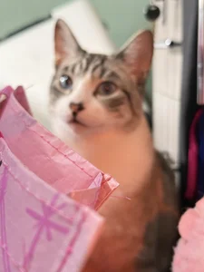 Bunnyylovee 😺 Billede 2