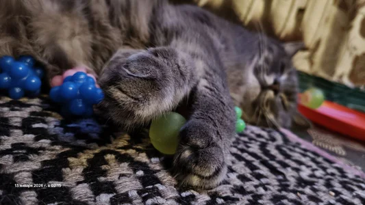 swett_girll my cat 🥰🐈 Hình 3