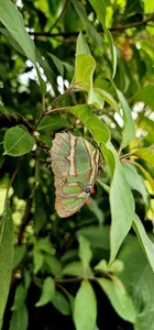 Kore_Persephone 📸🩵🪷🌻My Friends the Flowers🌻🪷🩵📸🎬🌿🥀 사진 9