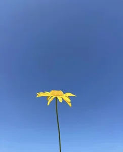 jinxiyao01Public图片 4