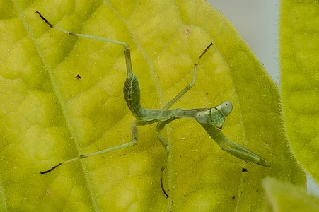 Zdjęcia hadeszeuss2 insectos - insects:  3