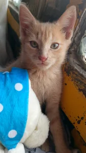 Lana_Dreams_ the owners of my heart Pic 3