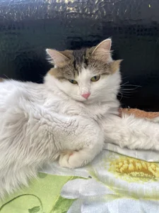 CindyMil my kitty Εικόνα 3