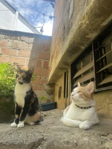 Ban_Merlin Don Apolo🐱🤍 Poză 5
