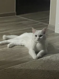 Zdjęcia MaryRace 🌾My lovely cat🐱:  3