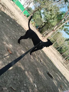 samanthaExsotic My Dante Pic 6