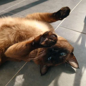 mimibunxo georgie! Foto 9