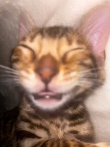 baeyoda TIGER  3. fénykép