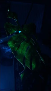 Zdjęcia RocKStone_ tea love<3:  2