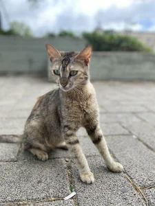 raynstars Public  5টি ছবি