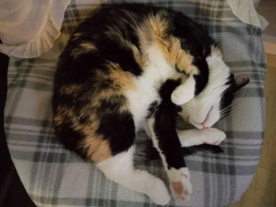 crystal_lilith my love Pusya Pic