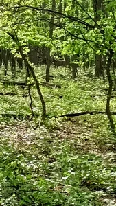 Saysomething3: Deer in the forest ( фото)