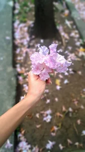 Sarah-Grace SUMMER 🌈🌺 Pic 4