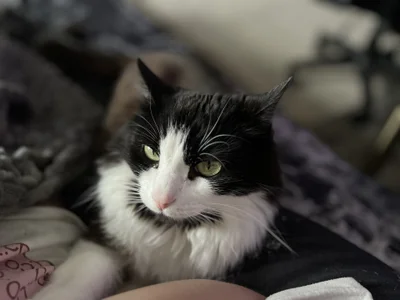 Fluffy Neighbors od AliceLebel  4 snímek