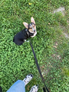 Ariana_Petite Supergoal for superdog Immagine  8