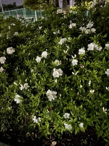 C-4bomb Public Immagine  3