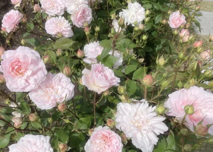 Seira__nn kullanıcısının Public albümü -  5 fotoğraf