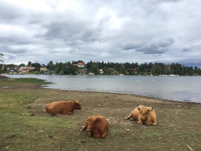 PuroMosh19Public Bild 9